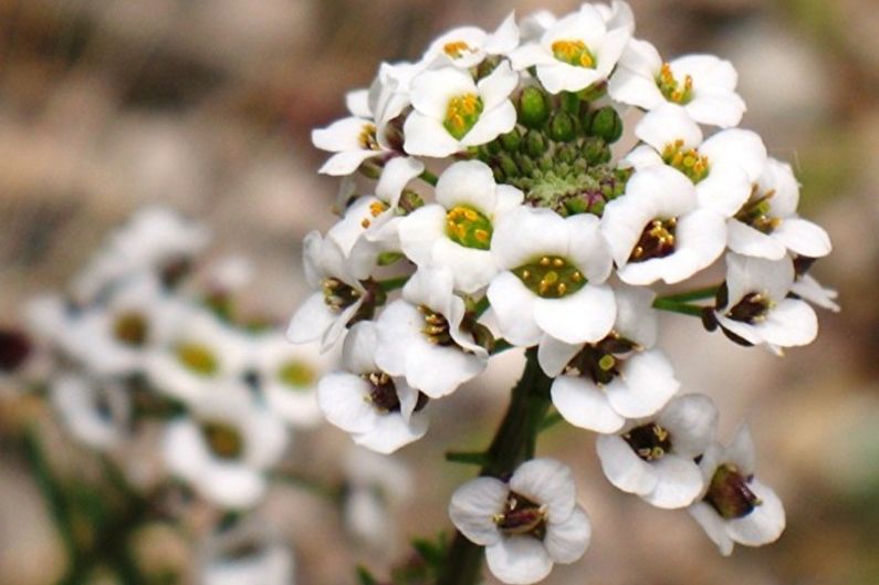 Alyssum - Kontrol ng Peste at Sakit