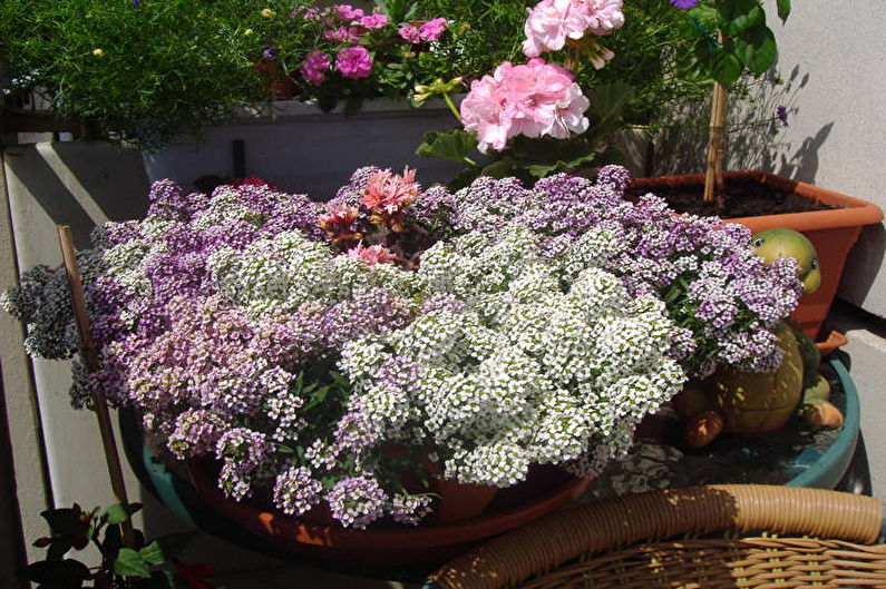 Alyssum - fotografia