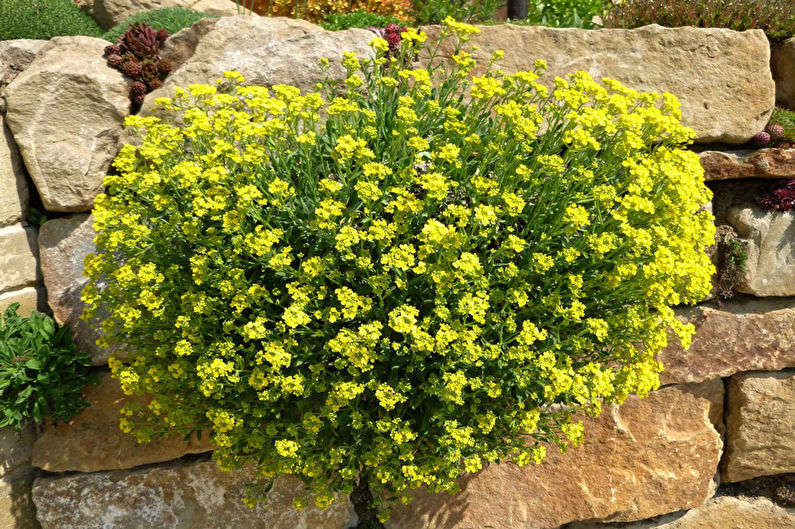 Alyssum - fotografia