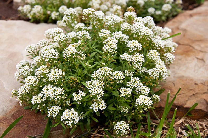 Alyssum - fotografie