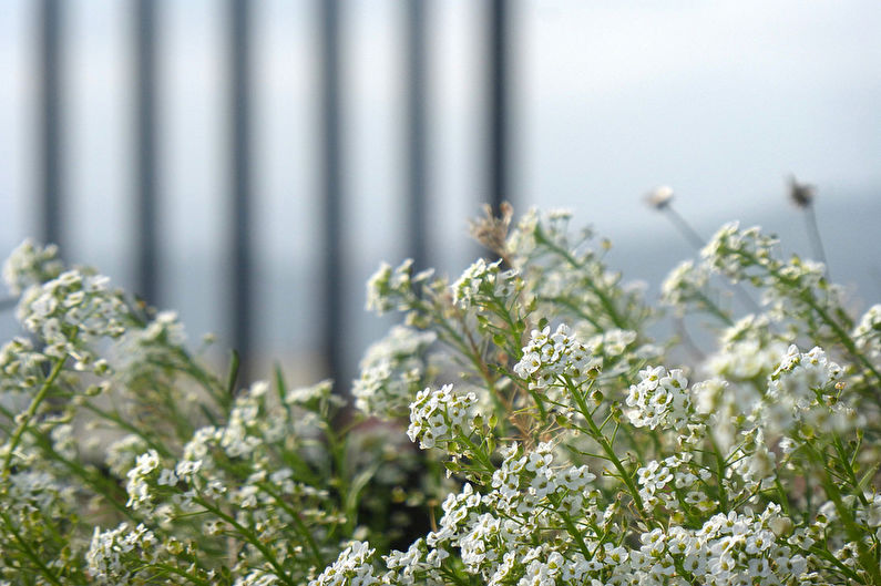 Alyssum - fotografie