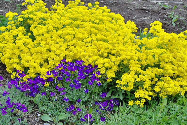 Alyssum - fotografia