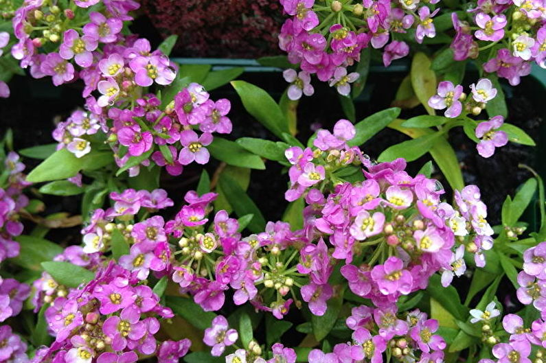 Alyssum - fotografia