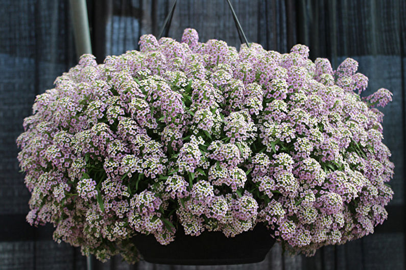 Alyssum - foto