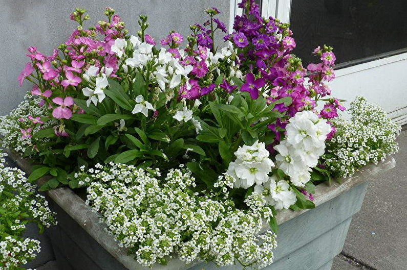 Alyssum - photo