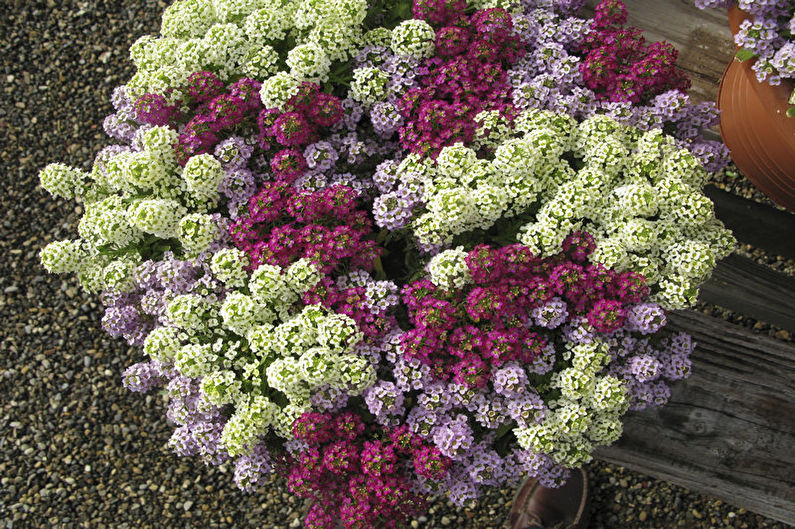 Alyssum - foto