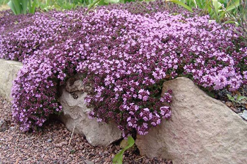 Alyssum - foto