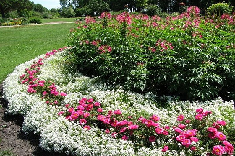 Alyssum - fotoğraf