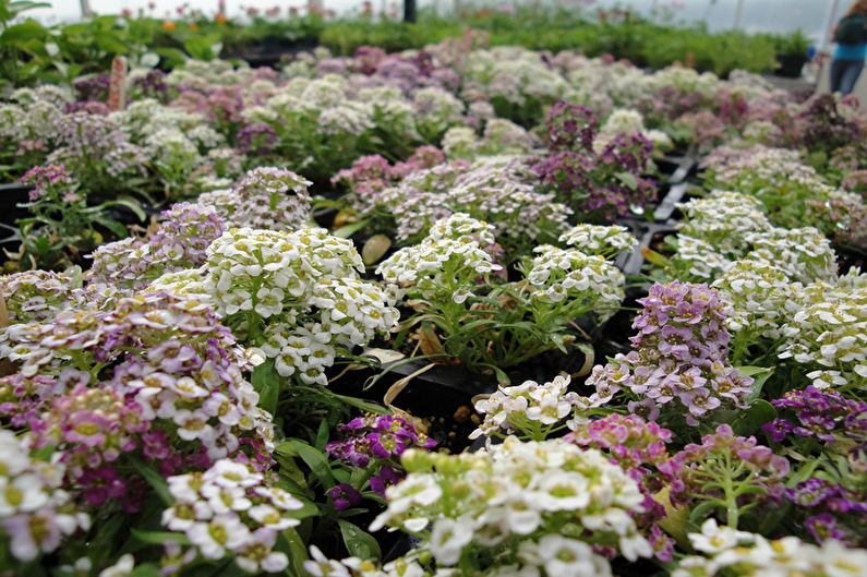 Alyssum - foto