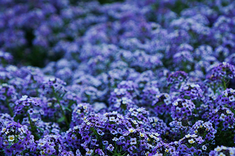 Alyssum - fotografia