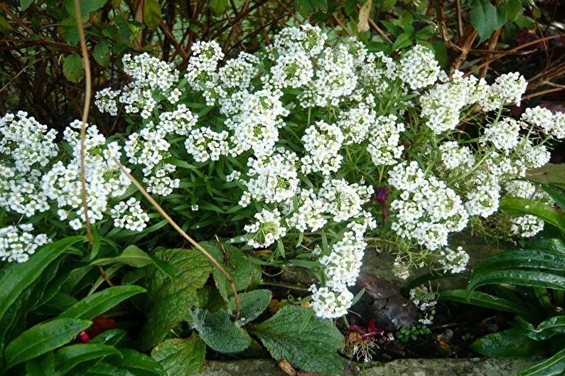 Alyssum - fotografie