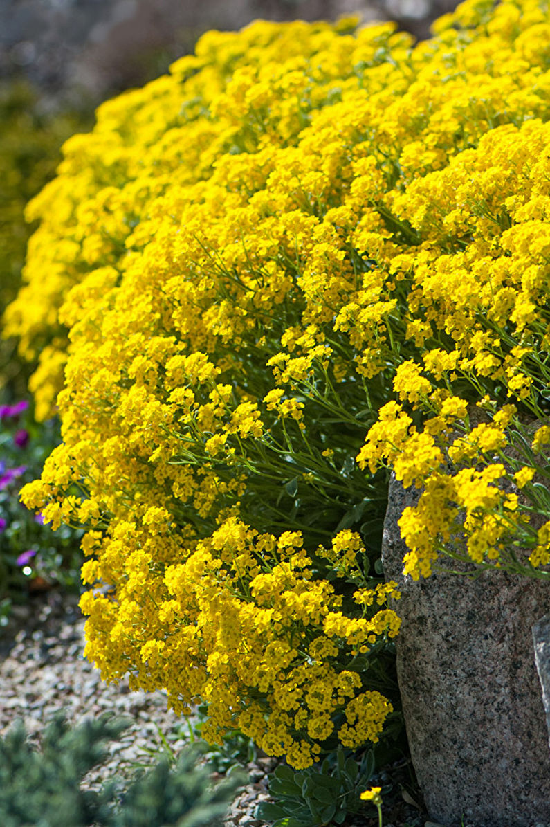 Alyssum - fotografia