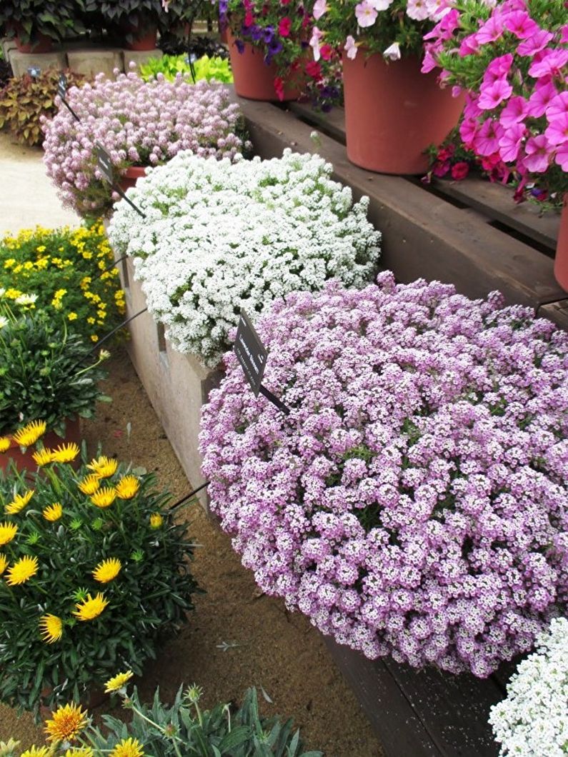 Alyssum - photo