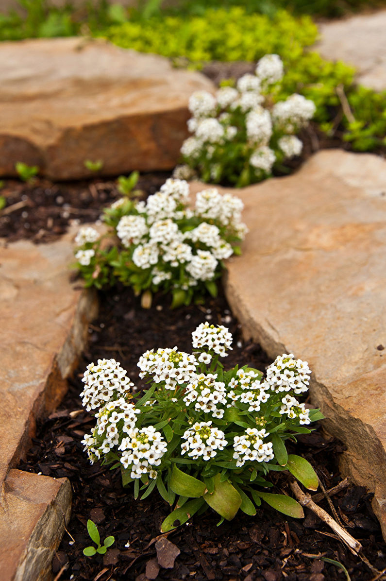 Alyssum - fotografija