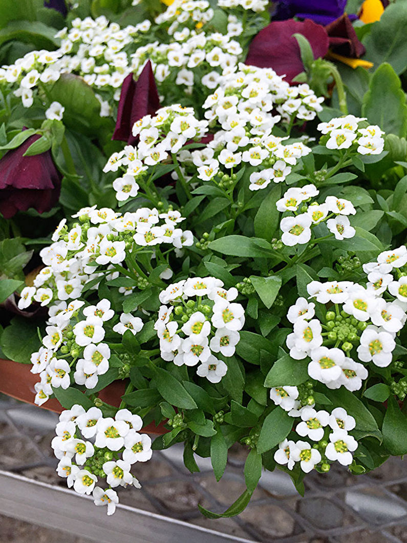 Alyssum - fotografia