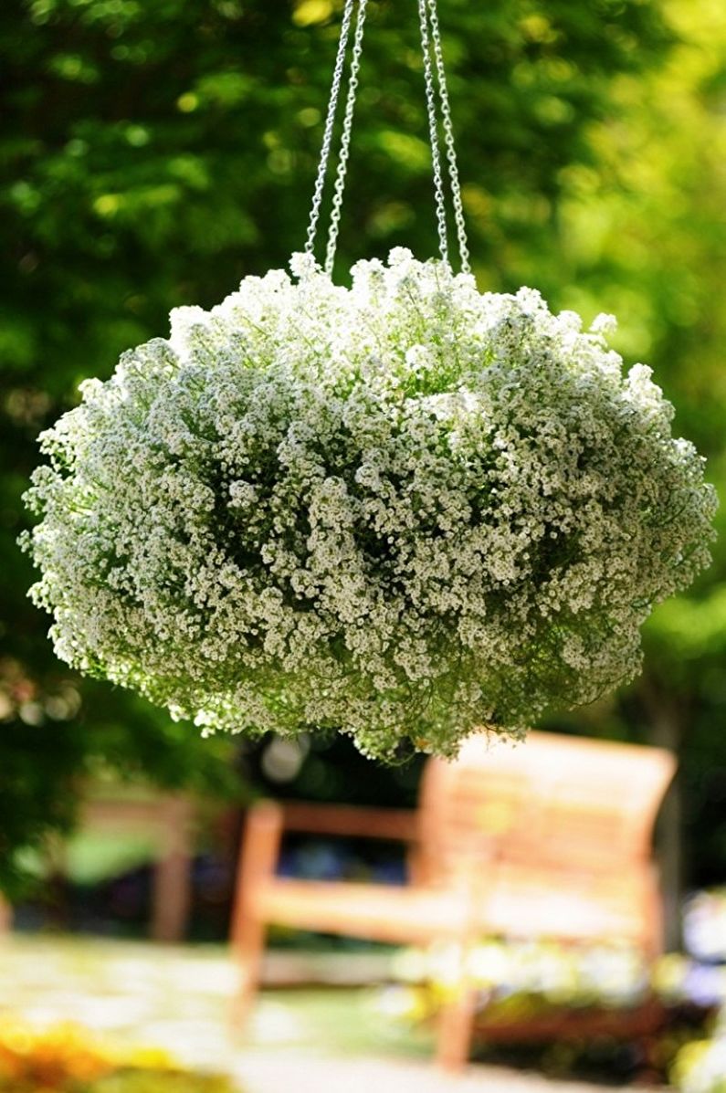 Alyssum - fotoğraf