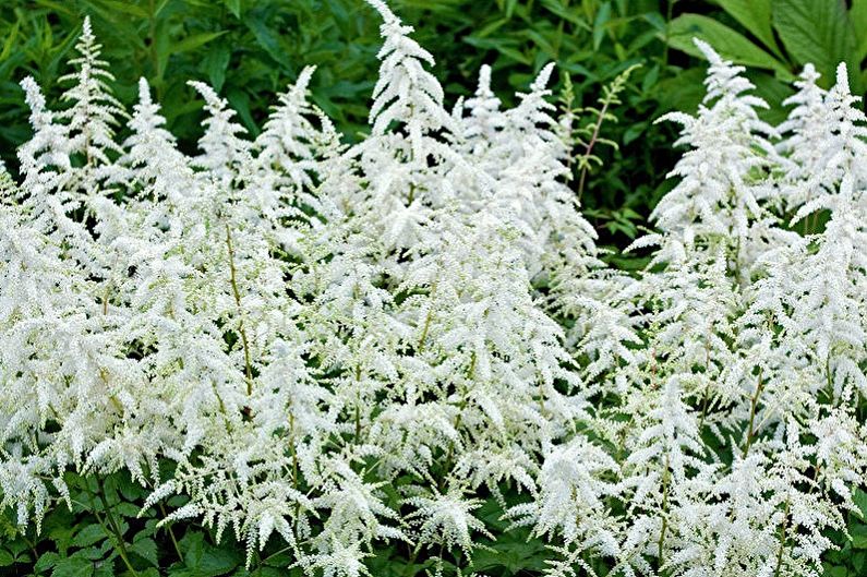 Astilbe