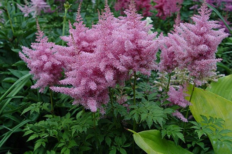 Astilbe เดวิด