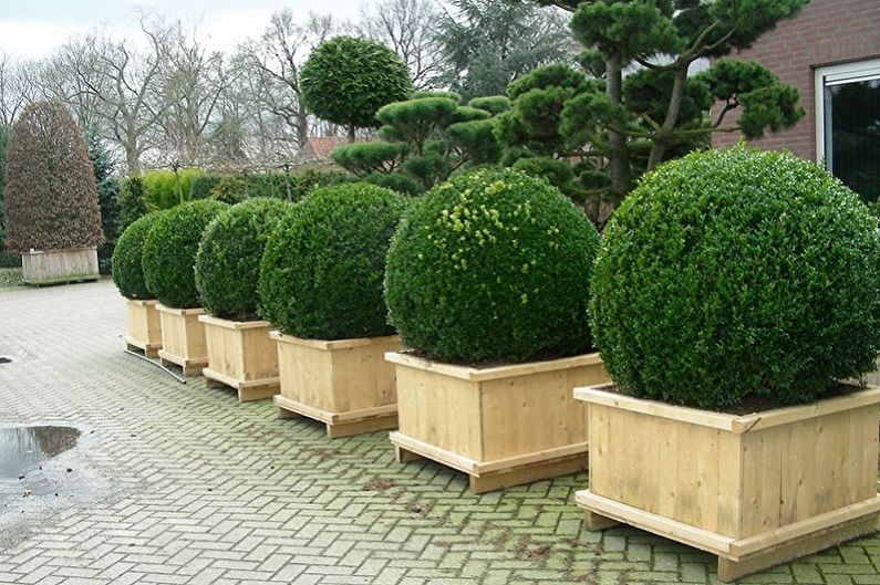 Boxwood - คุณสมบัติทั่วไป