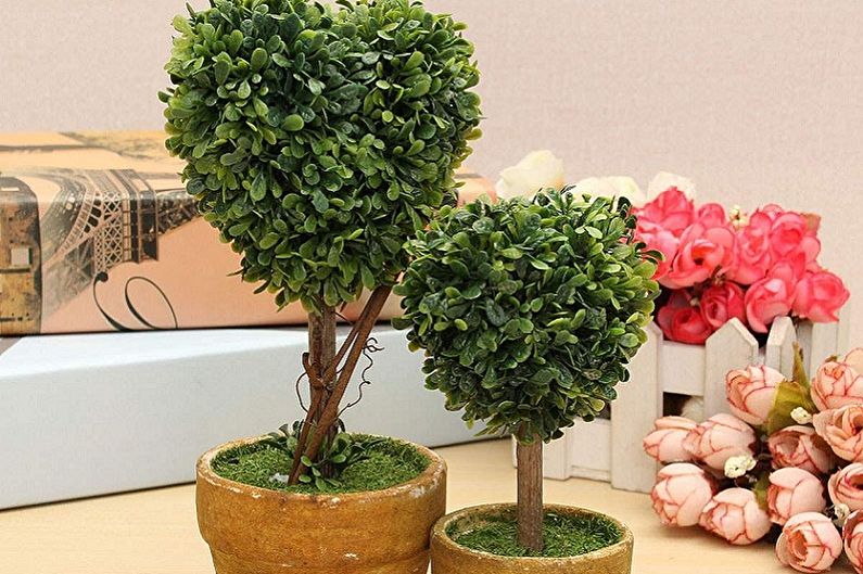 Boxwood - คุณสมบัติทั่วไป