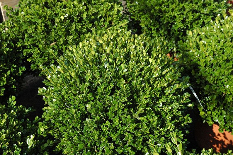 Evergreen boxwood