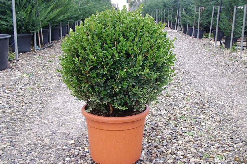 Small-leaved boxwood