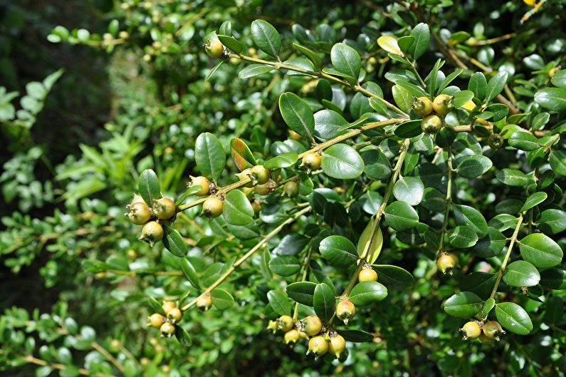 Colchis buxus