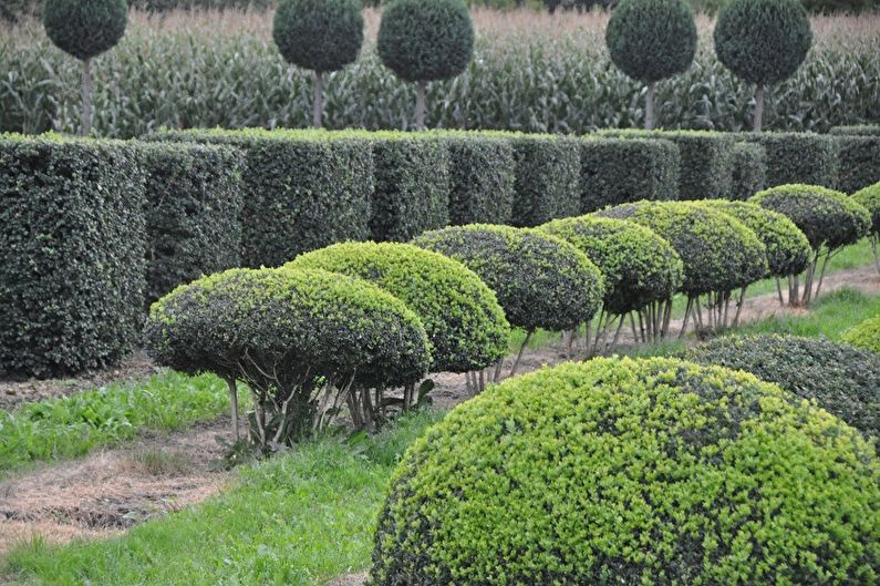 Boxwood - typy