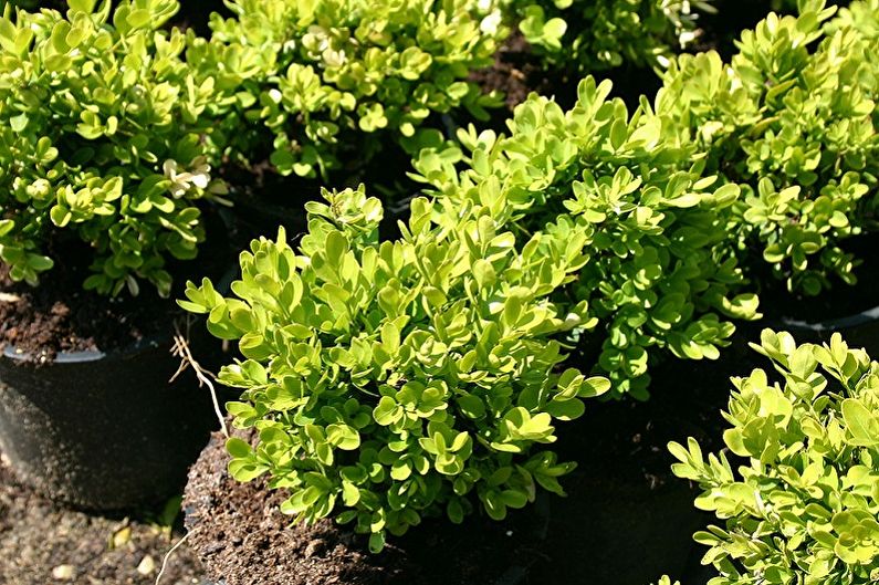 Boxwood - typer