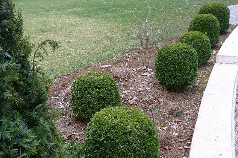 Boxwood Care