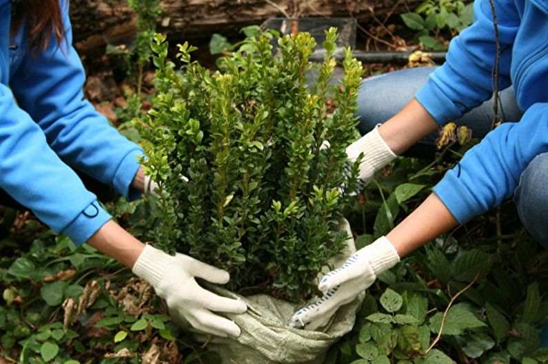 Buxus verzorging