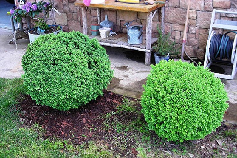 Boxwood Care