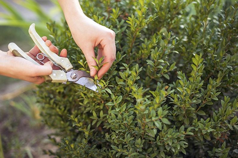 Boxwood - Transplant and Reproduction