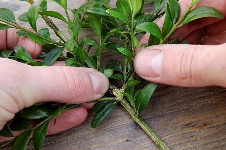 Boxwood - Transplant at Reproduction