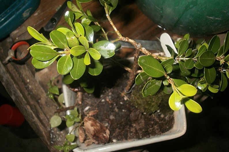 Boxwood - Transplant at Reproduction