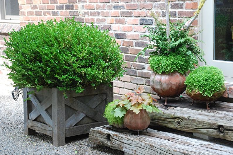 Buxus - foto