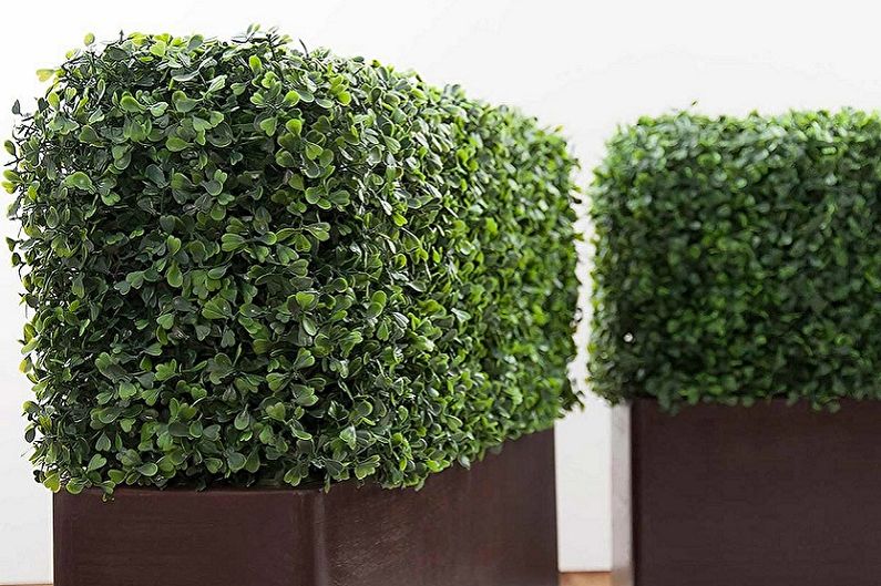 Buxus - foto