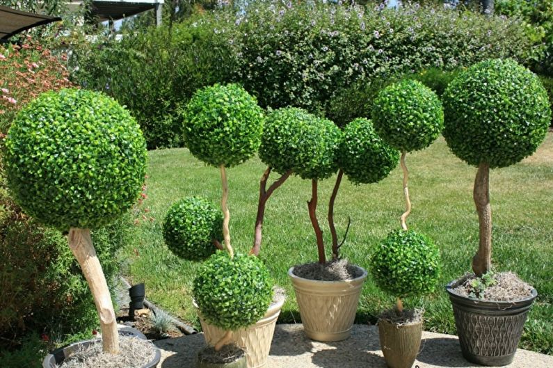 Boxwood - photo