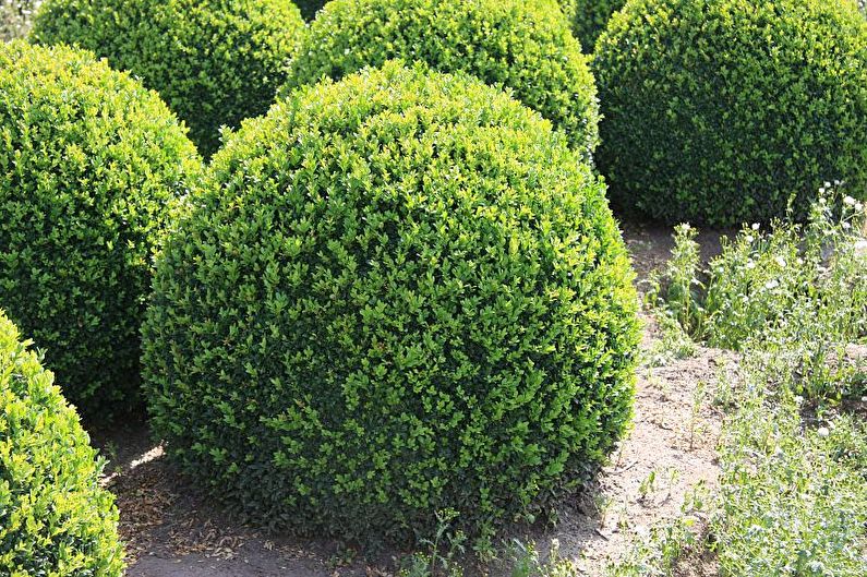 Boxwood - fotografia