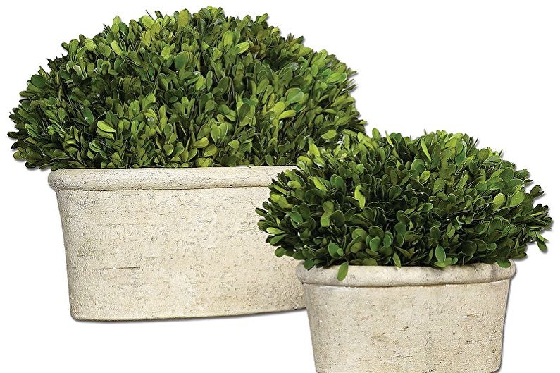 Boxwood - foto