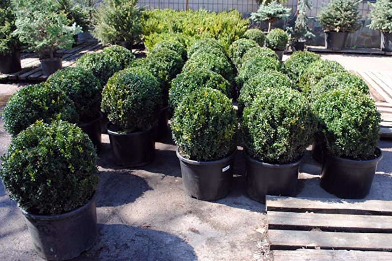 Boxwood - fotografia