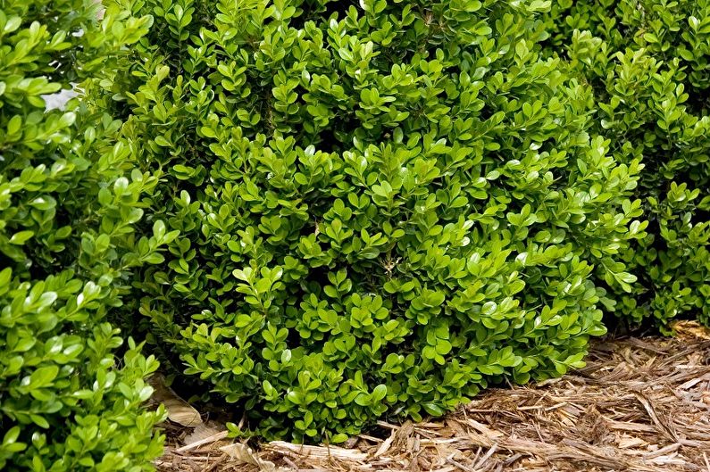 Boxwood - foto