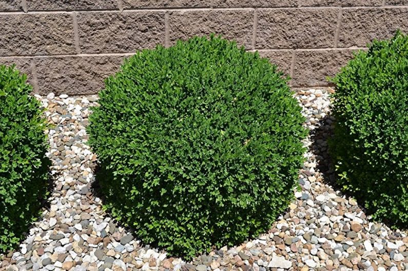 Boxwood - foto