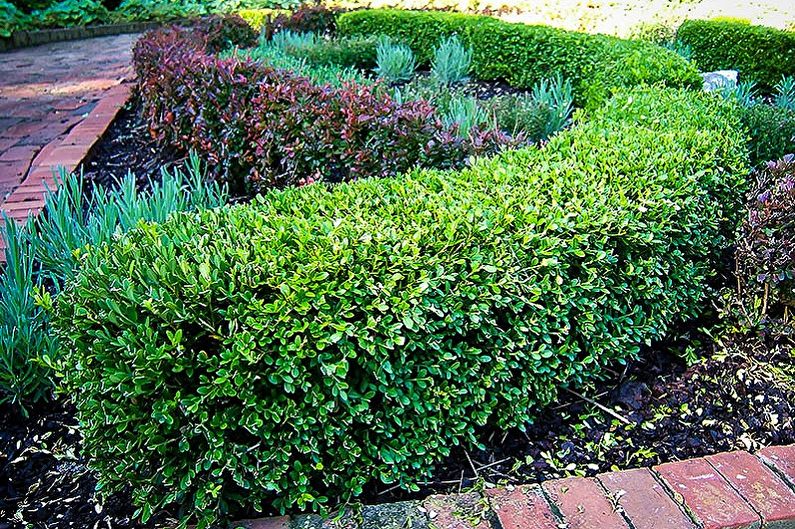 Boxwood - fotografia