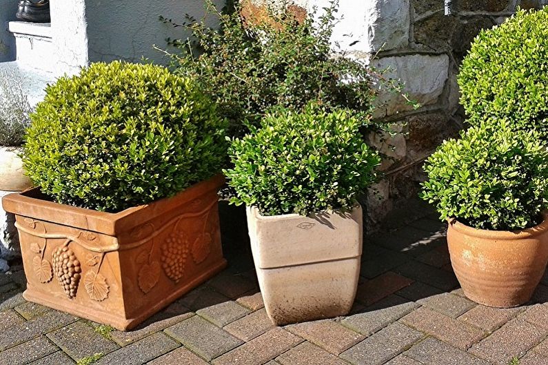 Boxwood - foto