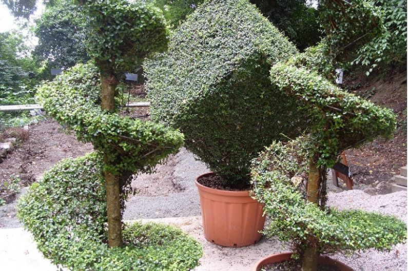 Boxwood - larawan