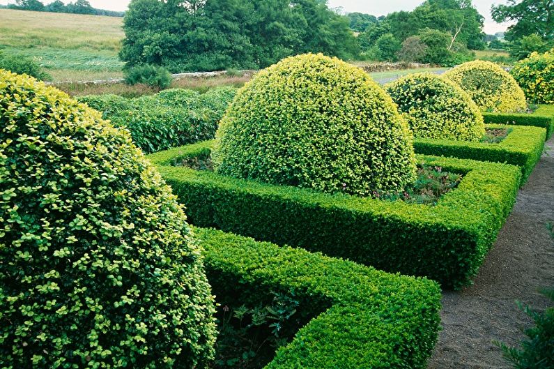 Boxwood - fotografia