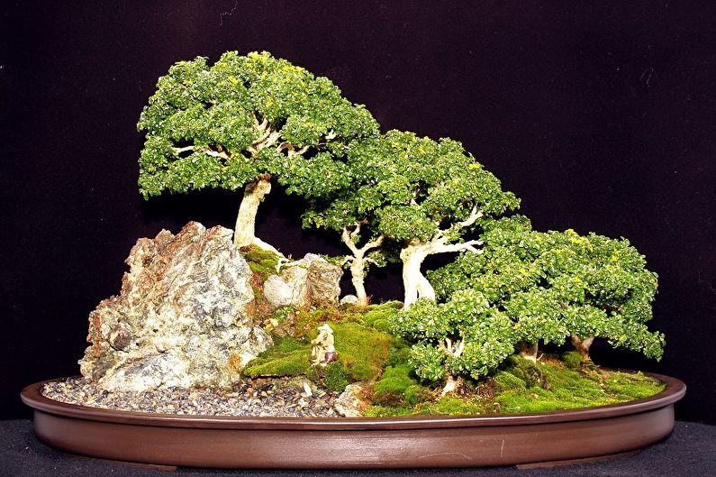 Boxwood - larawan