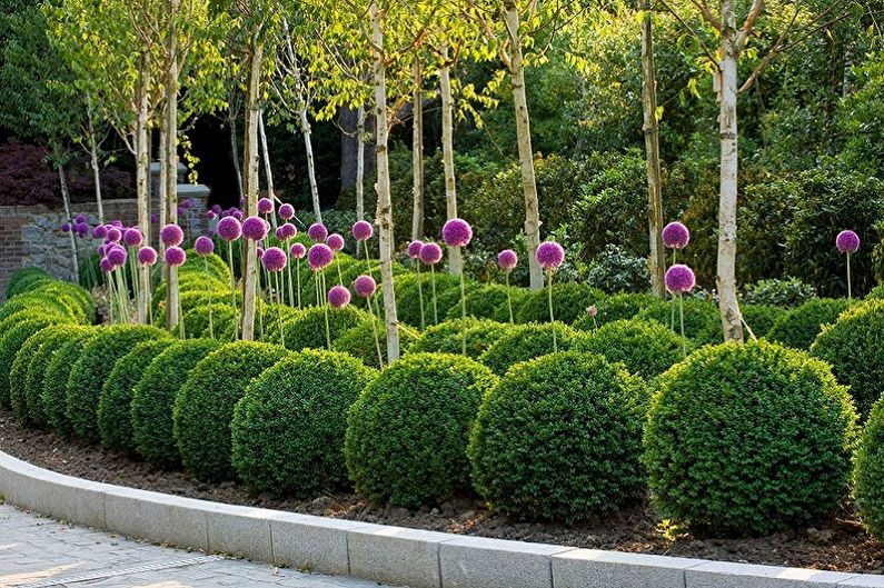 Boxwood - photo