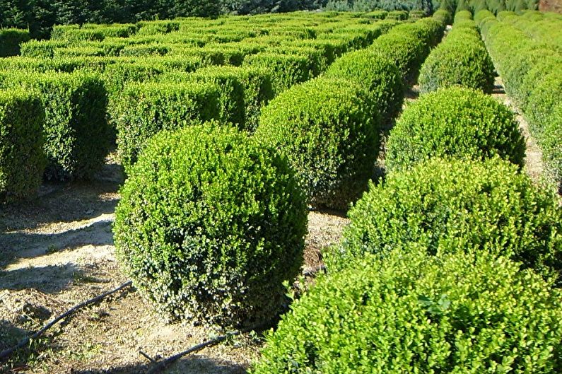 Boxwood - fotografia